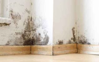 mold damage and mold remediation claims