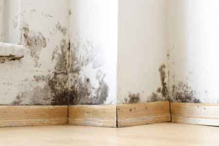 mold damage and mold remediation claims